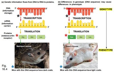 Comparison of dark and light coat mice due to genotype differences