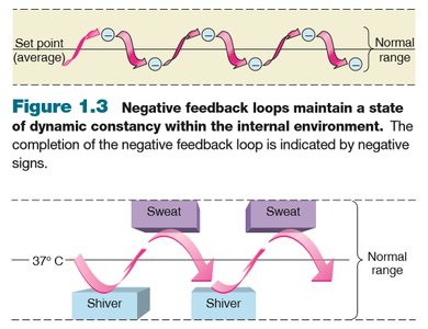 Negative feedback loops maintain dynamic constancy