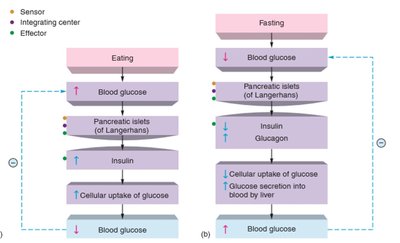 Blood glucose regulation via negative feedback