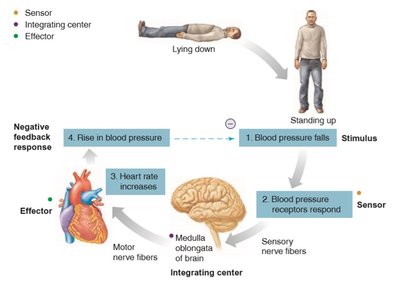 Blood pressure regulation via negative feedback