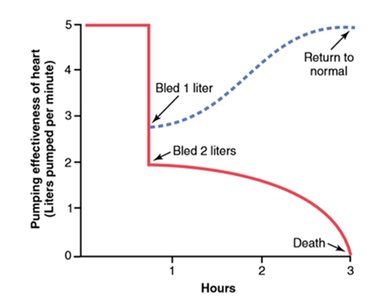 Heart function and positive feedback