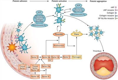 Blood clotting cascade as positive feedback