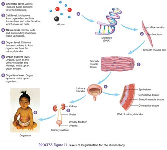 Levels of Organization for the Human Body