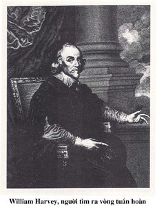 William Harvey, discoverer of the circulatory system