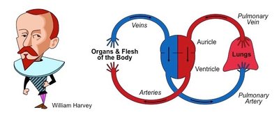 Diagram of circulatory system as discovered by William Harvey