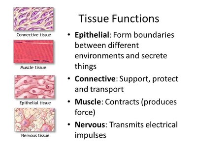 Tissue Functions