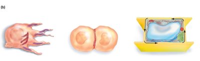 Actin-myosin interactions produce several types of movement