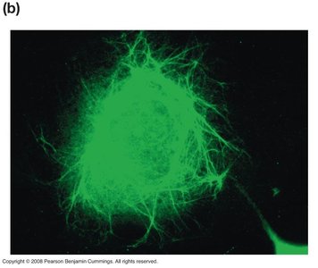 Intermediate filaments in a mammalian cell