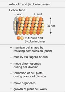 Microtubules radiating from centrosome