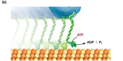 Kinesin walking along microtubule track