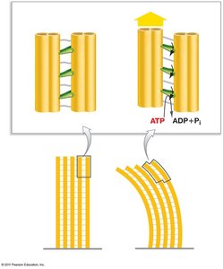 Dynein-driven sliding and bending of microtubule doublets