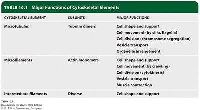 Table of major functions of cytoskeletal elements