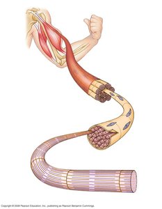 Sarcomere structure and muscle fiber arrangement