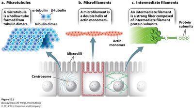 Diagram of microtubules, microfilaments, and intermediate filaments