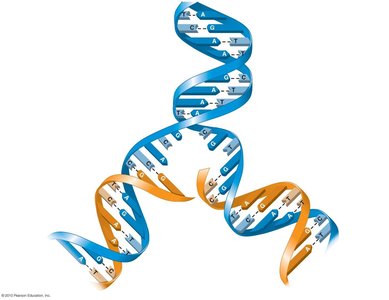 Parental and daughter DNA strands during replication