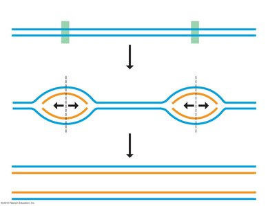 Multiple origins of replication on DNA
