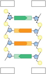 Detailed structure of DNA replication