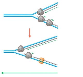 Replication fork with DNA polymerase and ligase