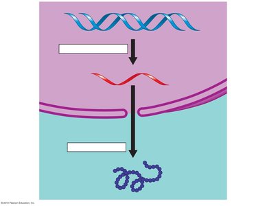 Diagram of transcription and translation