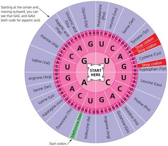 Circular genetic code chart