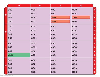 Table of RNA codons and corresponding amino acids