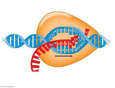 Elongation during transcription