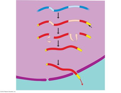RNA processing: addition of cap and tail, splicing
