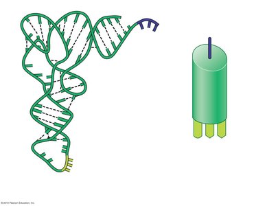 tRNA structure and anticodon