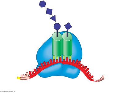 tRNA matching with mRNA codon