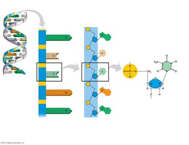 Diagram of DNA nucleotide structure and polynucleotide chain
