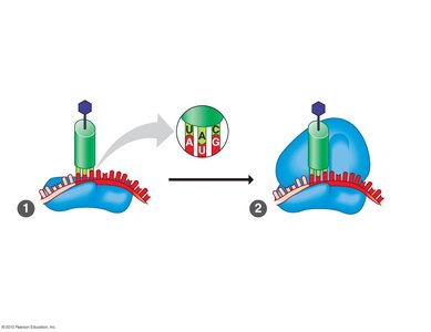 Initiation of translation: assembly of ribosome and mRNA