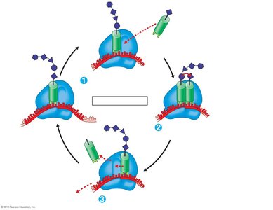 Elongation cycle of translation
