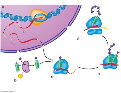 Summary of transcription and translation