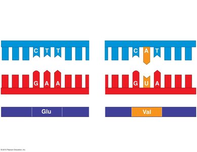 Base substitution mutation: sickle cell anemia