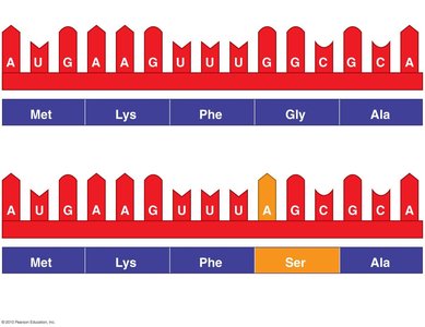 Base substitution mutation effect on protein