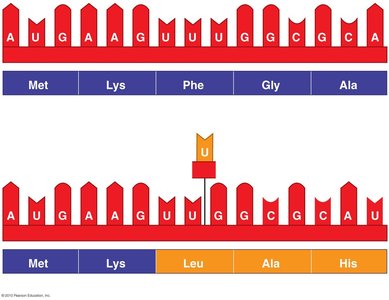 Nucleotide deletion mutation effect on protein