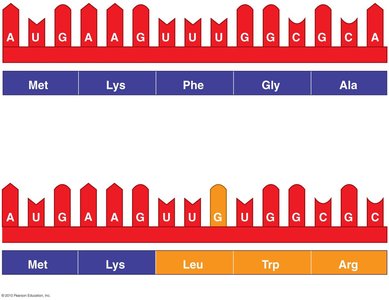 Nucleotide insertion mutation effect on protein