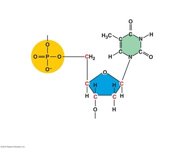 Chemical structure of a DNA nucleotide
