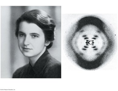 X-ray crystallography image of DNA and Rosalind Franklin