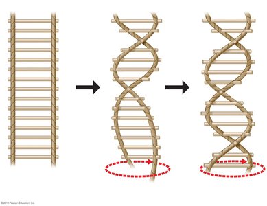 Diagram showing the twisting of the DNA ladder into a double helix