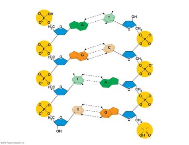Hydrogen bonds between DNA bases
