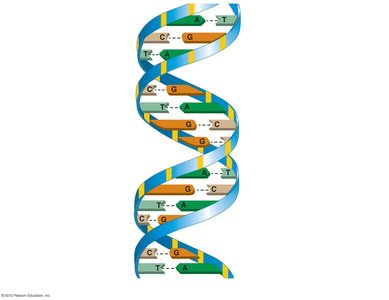 Ribbon model of DNA double helix