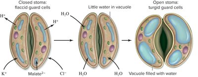 Diagram showing the process of stomatal opening and closing