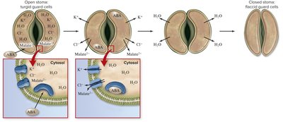 Diagram showing ABA-induced stomatal closure
