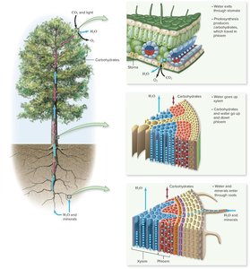 Diagram of water and sugar transport in a tree