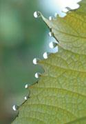 Photo of guttation droplets on a leaf