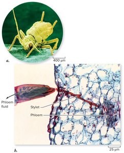Aphid feeding on phloem sap, demonstrating phloem transport