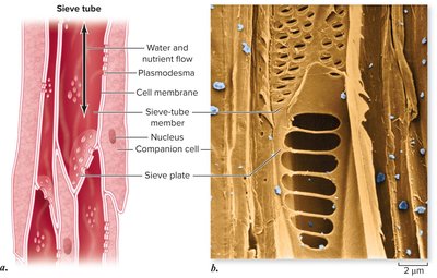 Diagram and micrograph of sieve tube elements and companion cells in phloem