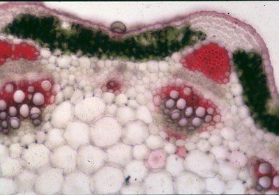 Cross-section of a stem showing xylem, phloem, cortex, and pith