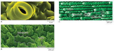 Micrographs of stomata and guard cells on leaf surfaces